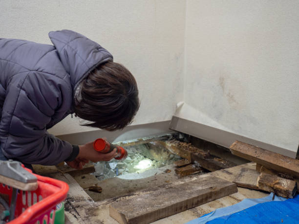 Best Crawl Space Mold Remediation  in Volo, IL