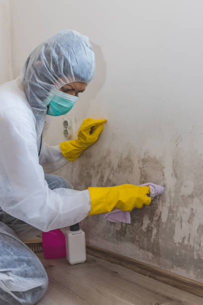 Best Mold Damage Restoration  in Volo, IL