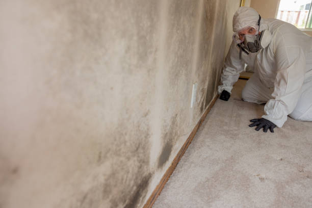 Dehumidification Services in Volo, IL